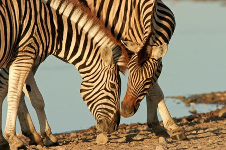 Interaction between two Plains Zebras, Etosha National Park, Namibia	の写真素材