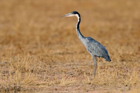 Black-headed heron hunting, Kalahari, South Africaの写真素材