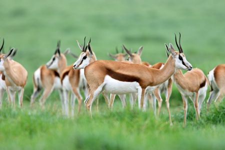 Herd of springbok antelopes, South Africaの写真素材