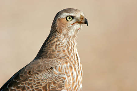 Portrait of an immature Pale Chanting Goshawk, Etosha National Park, Namibia	の写真素材