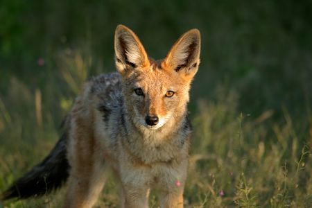 Frontal view of a black-backed Jackal, Etosha National Park, Namibiaの写真素材