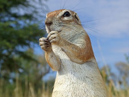 Close-up of a inquisitive ground squirrel (Xerus inaurus), Kalahari, South Africa 	