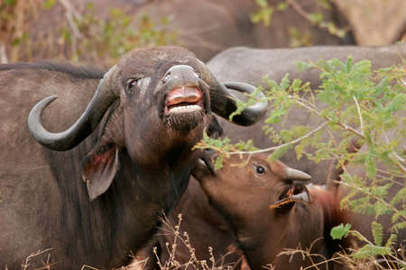 African buffalo (Syncerus caffer)  with young calf, Kruger National Park, South Africa	の写真素材