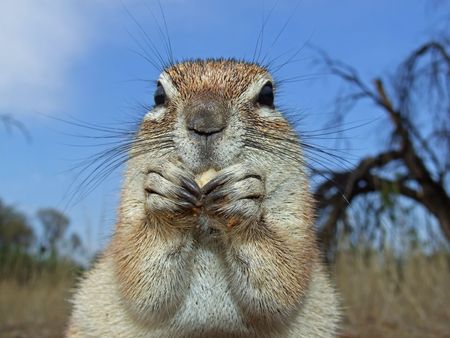 Close-up of a feeding ground squirrel (Xerus inaurus), Kalahari, South Africa 	の写真素材