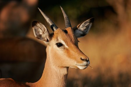 Portrait of an immature impala, (Aepyceros melampus), Kruger National Park, South Africa	の写真素材