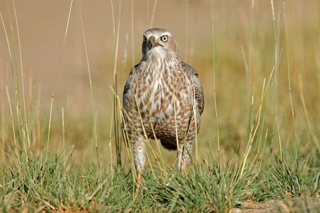 Immature Pale Chanting Goshawk (Melierax canorus), Etosha National Park, Namibia	の写真素材