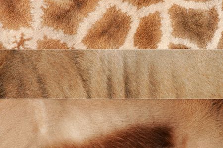 Animal skin texturesの写真素材