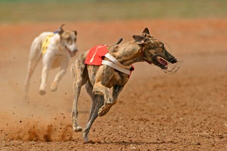 Greyhound at full speed during a race	の写真素材