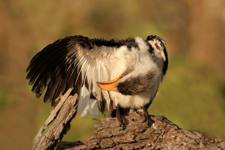 Yellow-billed hornbill (Tockus flavirostris), Kruger National Park, South Africa	