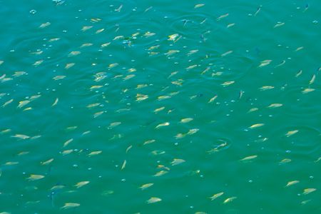 A shoal of fish in clear sea water, Mozambique, southern Africaの写真素材
