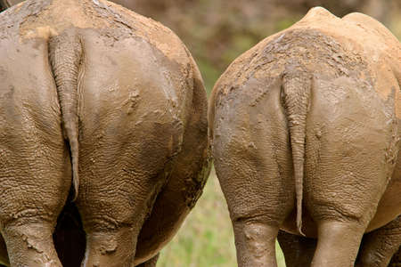 Backsides of two white (square-lipped) rhinoceros (Ceratotherium simum) after a mud bath,  South Africa	の写真素材
