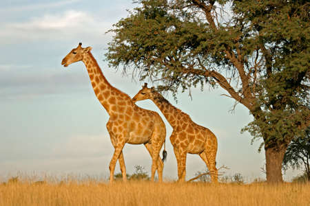 Two giraffes (Giraffa camelopardalis) under a camel thorn (Acacia erioloba) tree, Kalahari, South Africa  の写真素材