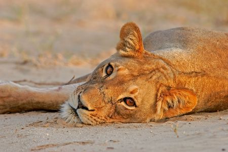 A lioness (Panthera leo) lying down, Kalahari, South Africa の写真素材