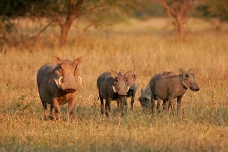 A female warthog (Phacochoerus africanus) with her litter of four, South Africa	の写真素材