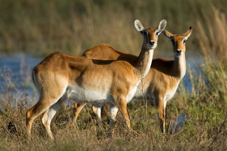 Two female red lechwe antelope (Kobus leche), Chobe National Park, Botswana	の写真素材
