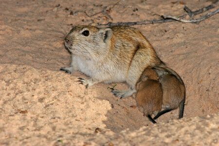 Female whistling rat (Parotomys brantsii) with her young offspring, Kalahari, South Africa	の写真素材