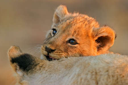 Portrait of a young African lion cub (Panthera leo) with its motherの写真素材