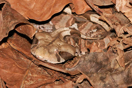 Gaboon adder (Bitis gabonica), perfectly camouflaged among dead leaves, South Africa	