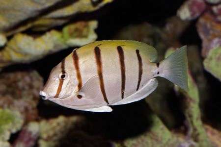 Underwater view of a Convict Surgeonfish or Manini (Acanthurus triostegus)	
