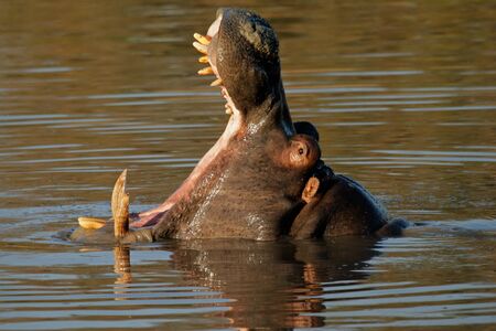 Hippopotamus (Hippopotamus amphibius) yawning, Sabie-Sand nature reserve, South Africaの写真素材