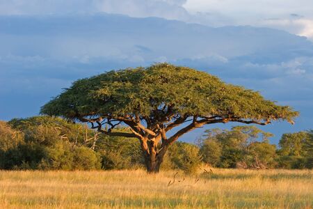 African landscape with a beautiful Acacia tree (Acacia erioloba), Hwange National Park, Zimbabwe, southern Africa	の写真素材