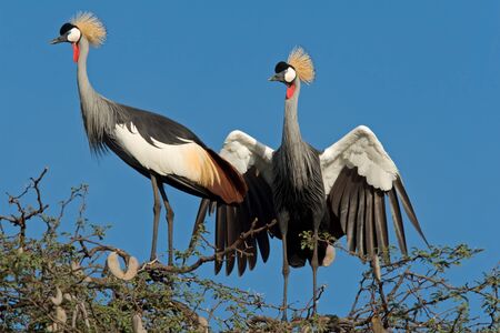 Displaying crowned cranes (Balearica regulorum), Hwange National Park, Zimbabwe, southern Africaの写真素材