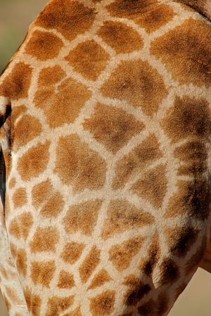 Close-up view of the skin of a giraffe (Giraffa camelopardalis)の写真素材