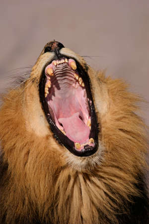 Portrait of a yawning male African lion (Panthera leo), Kalahari, South Africa