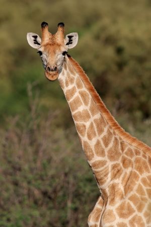 Close-up portrait of a giraffe (Giraffa camelopardalis), South Africa	の写真素材