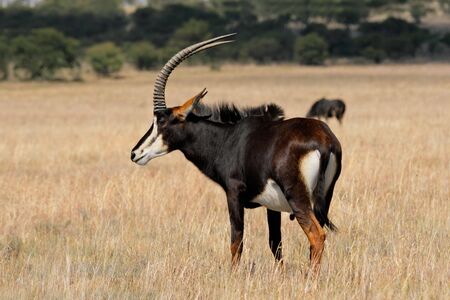Rare sable antelope (Hippotragus niger), South Africaの写真素材