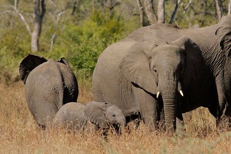 Small herd of African elephants (Loxodonta africana), Kruger National Park, South Africa	の写真素材