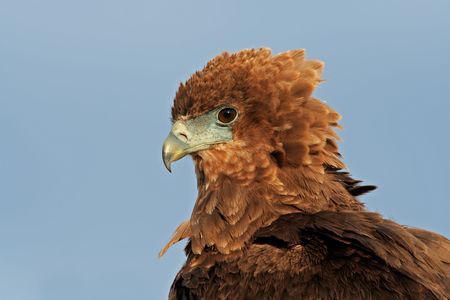 Portrait of a young, immature Bateleur (Terathopius ecaudatus) , Kalahari, South Africaの写真素材