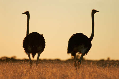 Ostriches (Struthio camelus) in early morning light, Kalahari desert, South Africaの写真素材