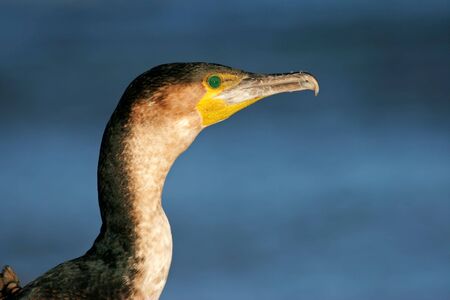 Portrait of a White-breasted cormorant (Phalacrocorax carbo), South Africa	の写真素材