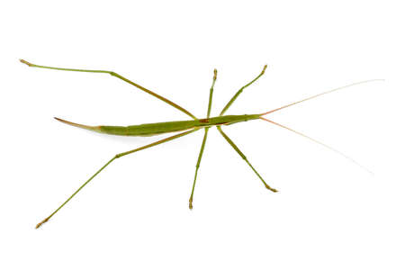 Green grasshopper on a white background
