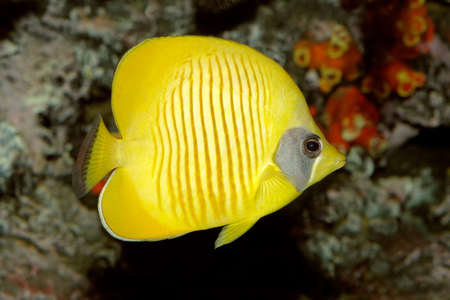 Underwater view of a Yellow butteflyfish (Chaetodon semilarvatus)の写真素材