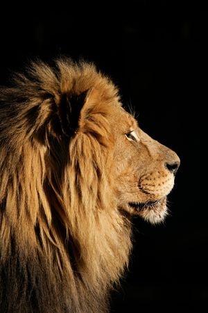 Side portrait of a big male African lion (Panthera leo), against a black background, South Africaの写真素材