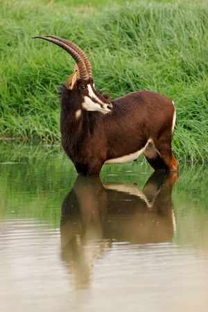 Rare sable antelope (Hippotragus niger) standing in water, South Africa	の写真素材