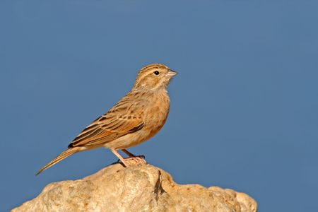 Larklike bunting (Emberiza impetuani) perched on a rock, Kalahari, South Africa