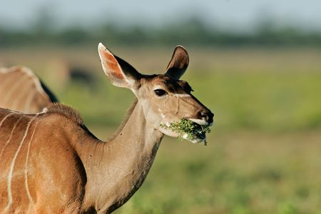 Portrait of a female Kudu antelope, (Tragelaphus strepsiceros), Etosha National Park, Namibiaの写真素材