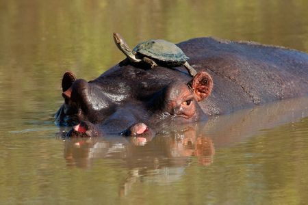 Hippopotamus (Hippopotamus amphibius) with terrapin on its back, Sabie-Sand nature reserve, South Africaの写真素材