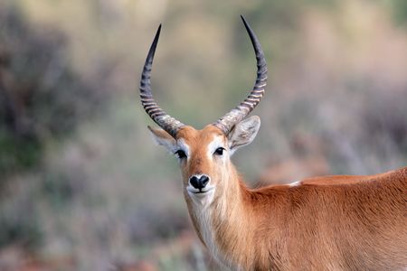 Portrait of a male red lechwe antelope (Kobus leche), southern Africaの写真素材