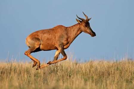 Tsessebe antelope (Damaliscus lunatus), in full flight, South Africaの写真素材