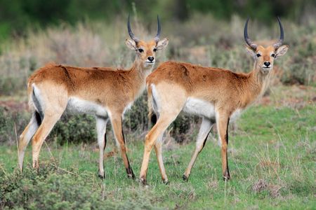 Red lechwe antelopes (Kobus leche), southern Africaの写真素材