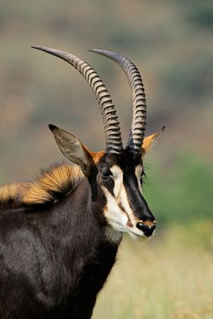 Portrait of a rare sable antelope (Hippotragus niger), South Africaの写真素材
