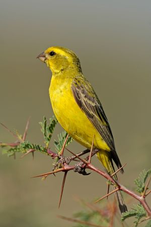 Yellow canary (Serinus mozambicus) perched on a branch, Kalahari, South Africaの写真素材