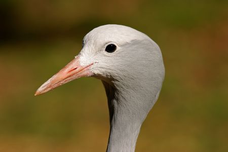 Portrait of an endangered Blue crane (Anthropoides paradisea), National bird of South Africaの写真素材