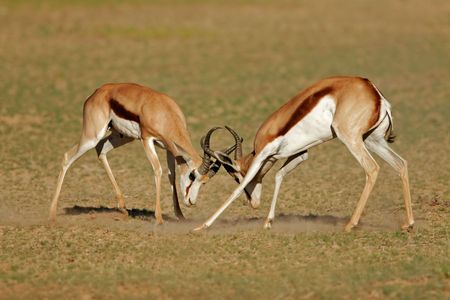 Two male springbok antelopes (Antidorcas marsupialis) fighting for territory, Kalahari desert, South Africaの写真素材