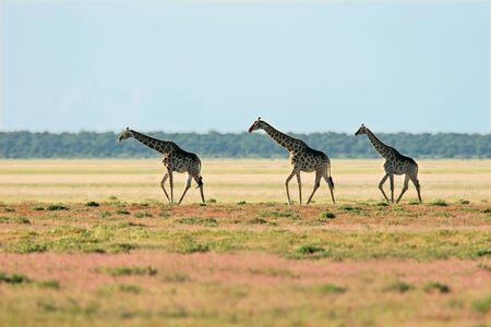 Three giraffes (Giraffa camelopardalis), walking over the vast plains of the Etosha National Park, Namibia, southern Africaの写真素材