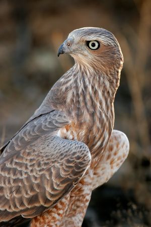 Immature Pale Chanting goshawk (Melierax canorus), Kalahari desert, South Africaの写真素材